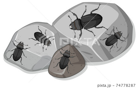 Top view of many stag beetle on stones Top view of many stag beetle on stones 74778287