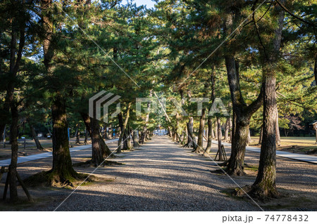 出雲大社松の参道　島根県出雲市 74778432
