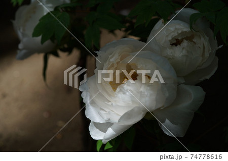 ぼたん（白） 74778616