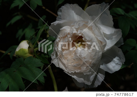 ぼたん(白) ぼたん(白) 74778617