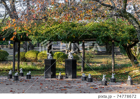 出雲大社のうさぎたち　島根県出雲市 74778672