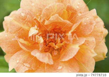 薔薇園にオレンジ色、ピンク色の薔薇の花が咲いています。このバラの名前は万葉です。 薔薇園にオレンジ色、ピンク色の薔薇の花が咲いています。このバラの名前は万葉です。 74778710