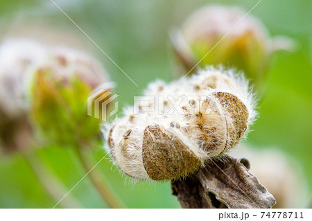 芙蓉の種。 芙蓉の種。 74778711