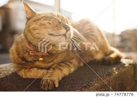 谷中銀座の夕陽に照らされる猫 74778776