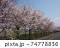 桜並木 74778836