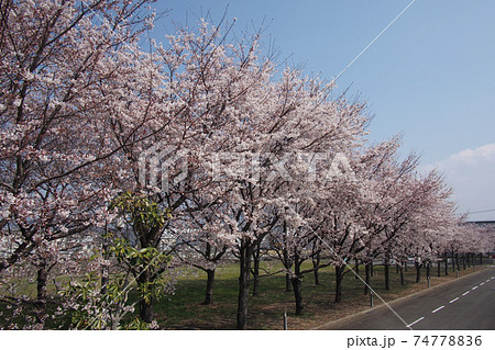桜並木 桜並木 74778836