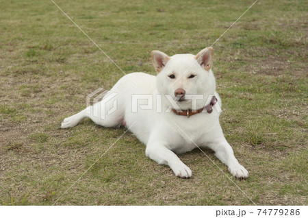 こうえんで犬の遊び 74779286
