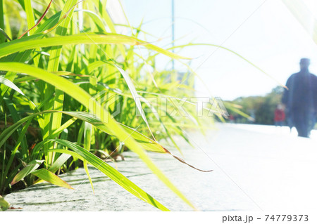 街と植物 街と植物 74779373