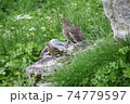 剱岳　北アルプス 74779597