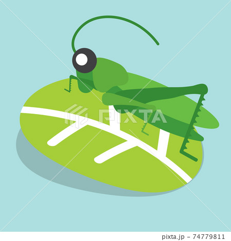 Grasshoppers Perched on The Leaves Vector Illustration. 74779811