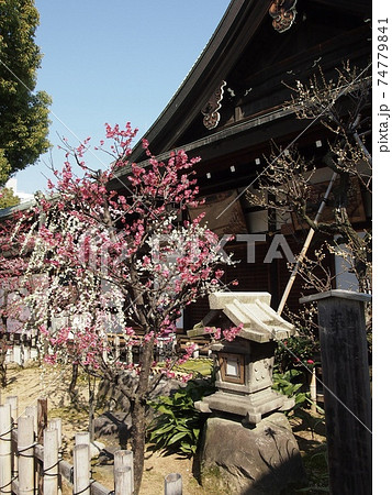 大阪天満宮 梅祭り 梅花 松 盆栽 盆梅 繁盛亭 受験 絵馬の写真素材