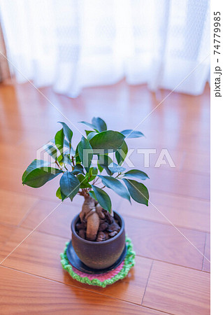 幸せを呼ぶ木 74779985