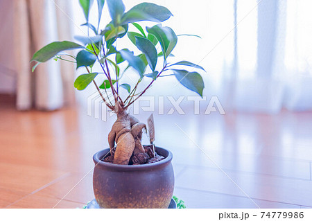 幸せを呼ぶ木 74779986