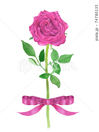 リボンのついたピンク色のバラの水彩イラストのイラスト素材