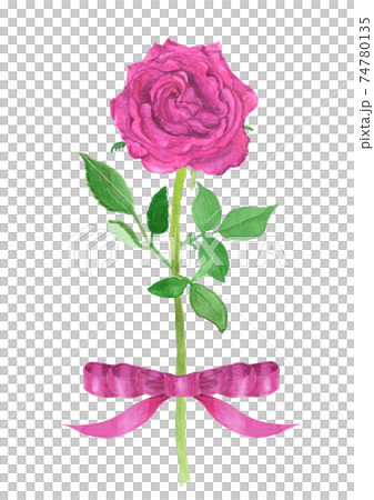 リボンのついたピンク色のバラの水彩イラスト 74780135