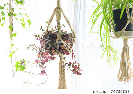 吊るし植物のハンギングプランターのグリーンがある室内の写真素材