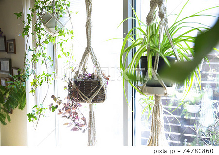 吊るし植物のハンギングプランターのグリーンがある室内の写真素材