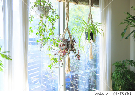 吊るし植物のハンギングプランターのグリーンがある室内 吊るし植物のハンギングプランターのグリーンがある室内 74780861