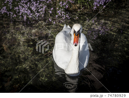 Swan and purple flowers on the dark water of the pond 74780929