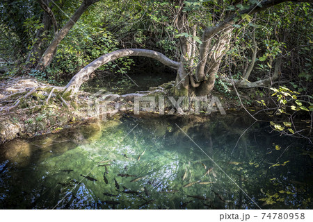 Arched wood and shady backwater with fish in the Krka National Park near Skradin, Croatia Arched wood and shady backwater with fish in the Krka National Park near Skradin, Croatia 74780958