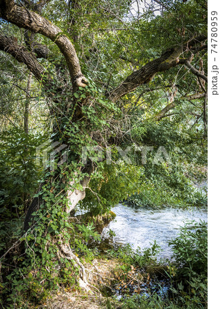 A picturesque curved tree over a mountain stream in the Krka National Park near Skradin, Croatia A picturesque curved tree over a mountain stream in the Krka National Park near Skradin, Croatia 74780959
