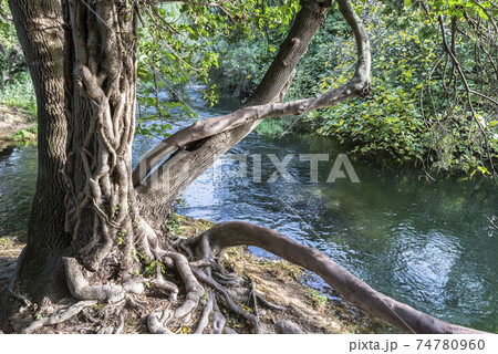 A tree wrapped in a vine near a mountain river in the Krka National Park near Skradin, Croatia A tree wrapped in a vine near a mountain river in the Krka National Park near Skradin, Croatia 74780960