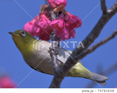 晴天の青空と濃いピンク色の桜と緑色の可愛い小鳥メジロの写真素材