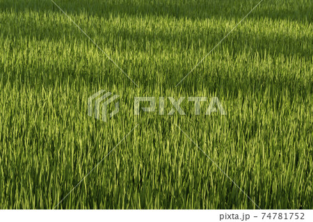 夏、日本の水田風景 74781752