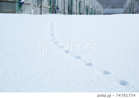 新雪に残る動物の足跡とビニールハウスの風景 新雪に残る動物の足跡とビニールハウスの風景 74781754