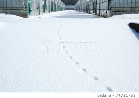 新雪に残る動物の足跡とビニールハウスの風景 74781755