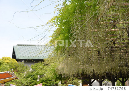 西新井大師 74781768