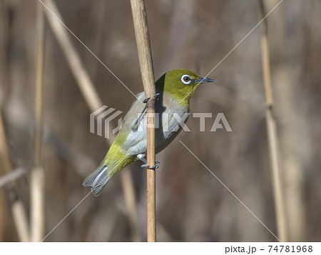 芦に止まっている可愛い黄緑色の小鳥メジロの写真素材