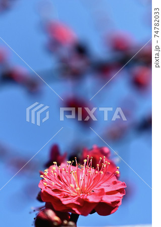 梅の花 74782033