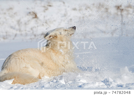 White Swiss Shepherd dog running on snow White Swiss Shepherd dog running on snow 74782048