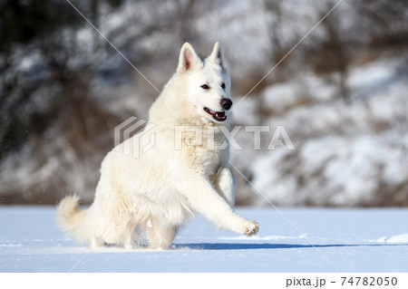 White Swiss Shepherd dog running on snow White Swiss Shepherd dog running on snow 74782050
