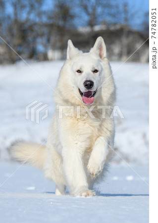 White Swiss Shepherd dog running on snow White Swiss Shepherd dog running on snow 74782051
