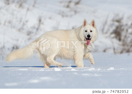 White Swiss Shepherd dog running on snow White Swiss Shepherd dog running on snow 74782052