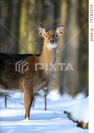 Roe deer in the winter forest. Animal in natural habitat 74782059