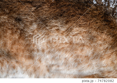 Close-up beautiful texture of real lynx skin, fur Close-up beautiful texture of real lynx skin, fur 74782082
