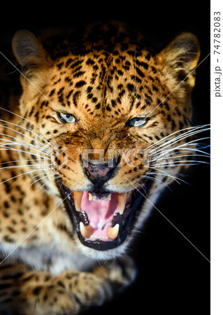 Close up big leopard isolated on black background Close up big leopard isolated on black background 74782083