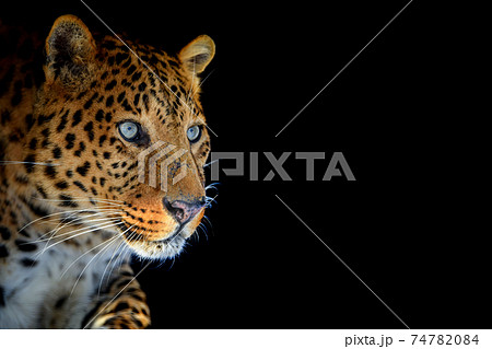 Close up big leopard isolated on black background 74782084