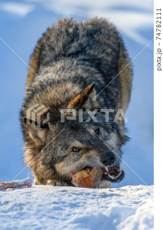 Gray wolf, Canis lupus, eat meat in the winter forest. 74782111