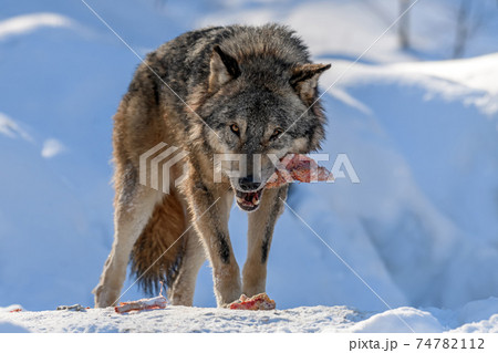 Gray wolf, Canis lupus, eat meat in the winter forest. 74782112