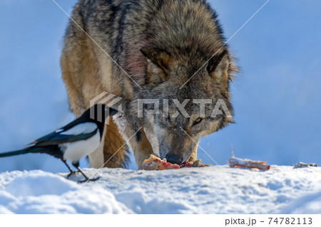Gray wolf, Canis lupus, eat meat in the winter forest. 74782113