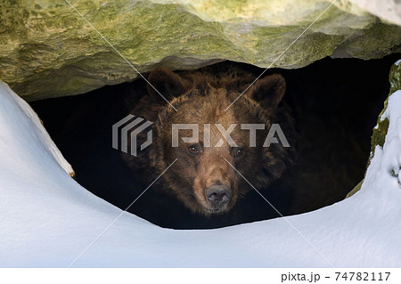 Brown bear looks out of its den in the woods under a large rock in winter 74782117