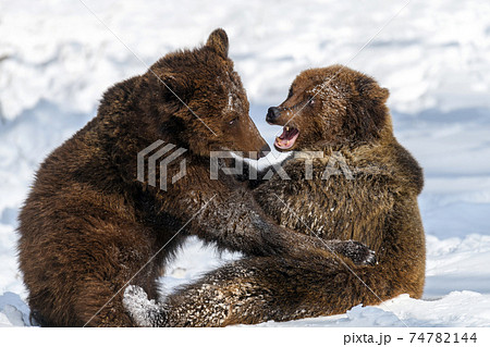 Two wild adult Brown Bear (Ursus Arctos) in the winter forest. Dangerous animal in natural habitat 74782144