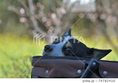 飼い主に付き合ってる感満載のカートに乗った黒いコーギー犬 74782410