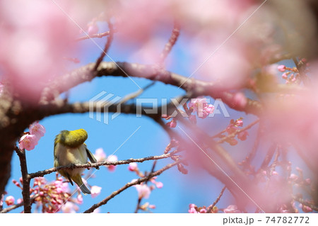 桜とメジロ 桜とメジロ 74782772