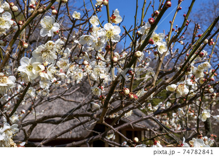町田市の薬師池の重要文化財の古民家の庭に咲く梅の花 町田市の薬師池の重要文化財の古民家の庭に咲く梅の花 74782841