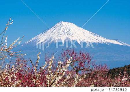 岩本山公園の梅まつり 74782919
